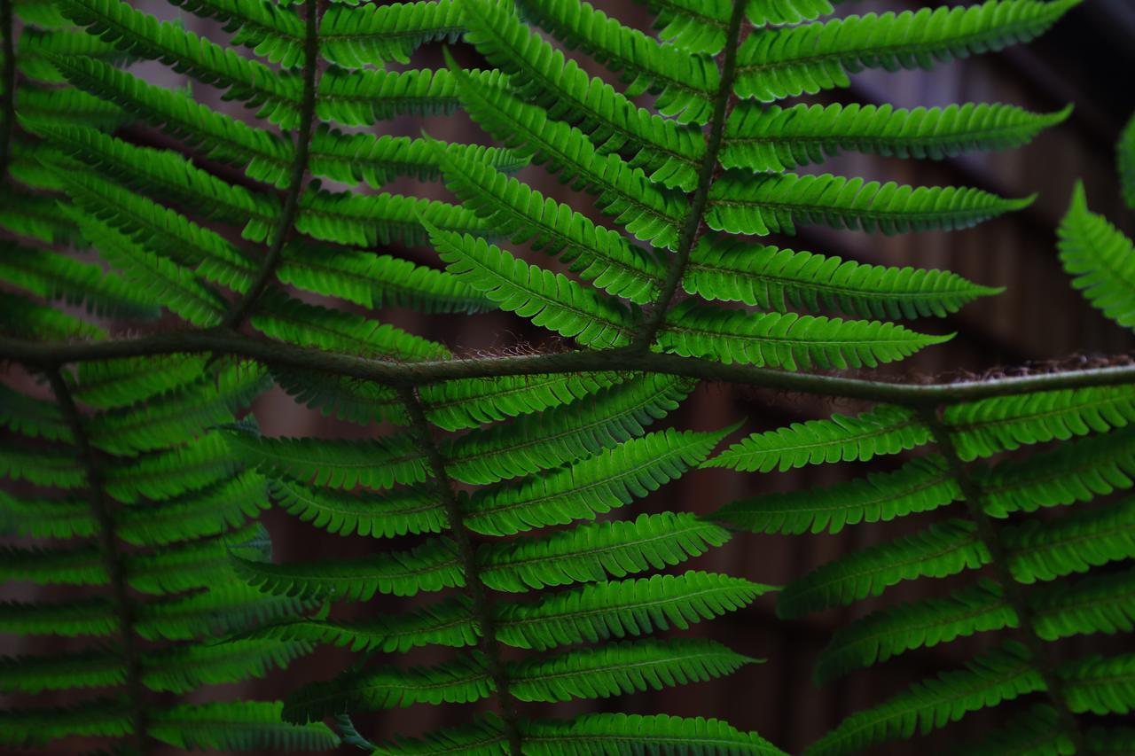 The Plains Green Ambawela Exteriér fotografie
